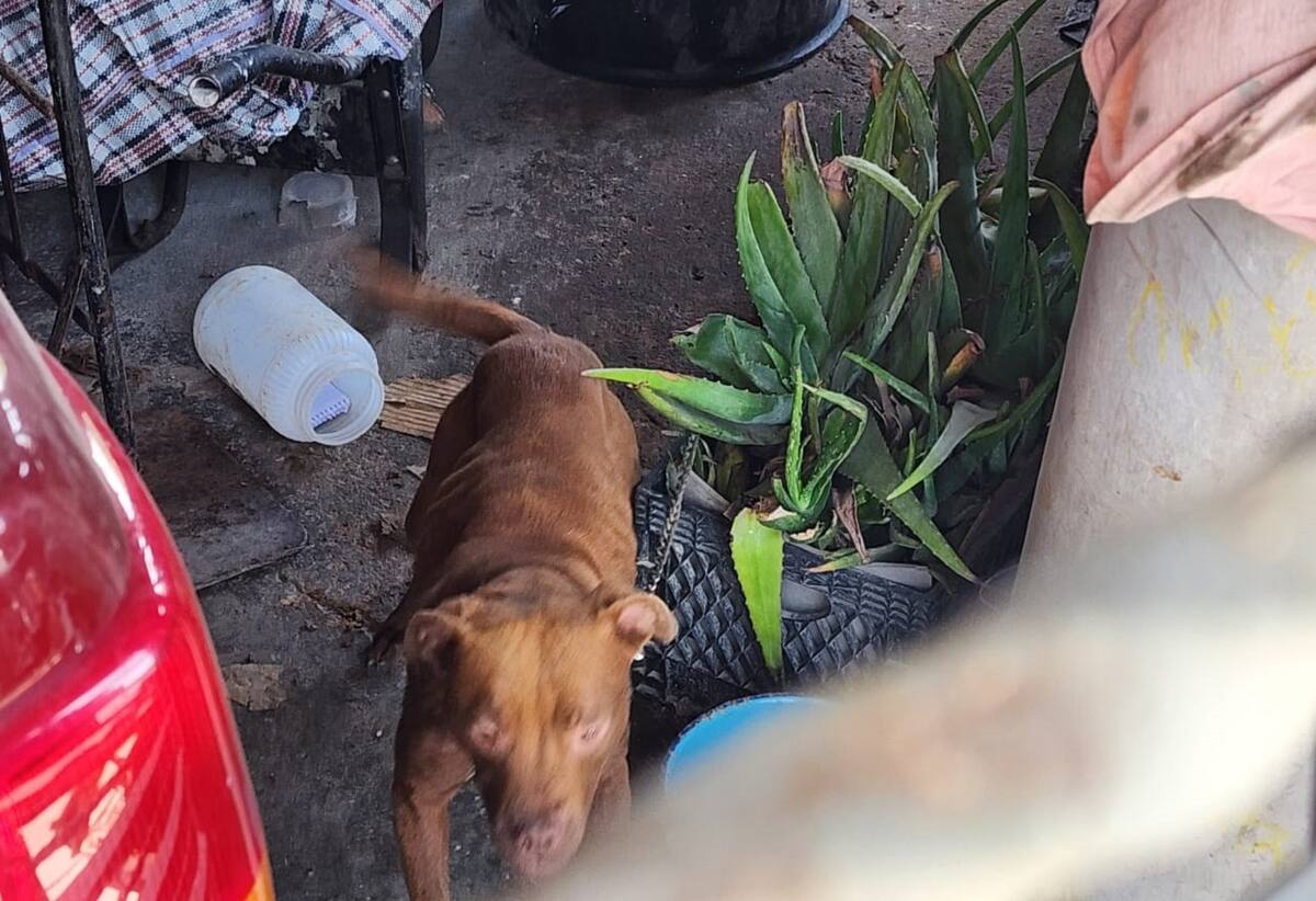 El cateo se realizó debido a denuncias por maltrato animal.
