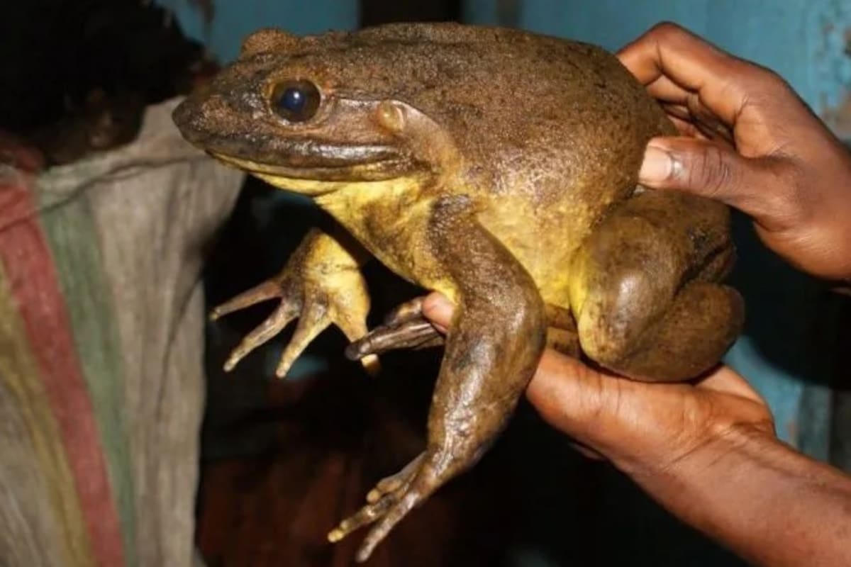 Las ranas 'gigantes' que construyen sus propios estanques