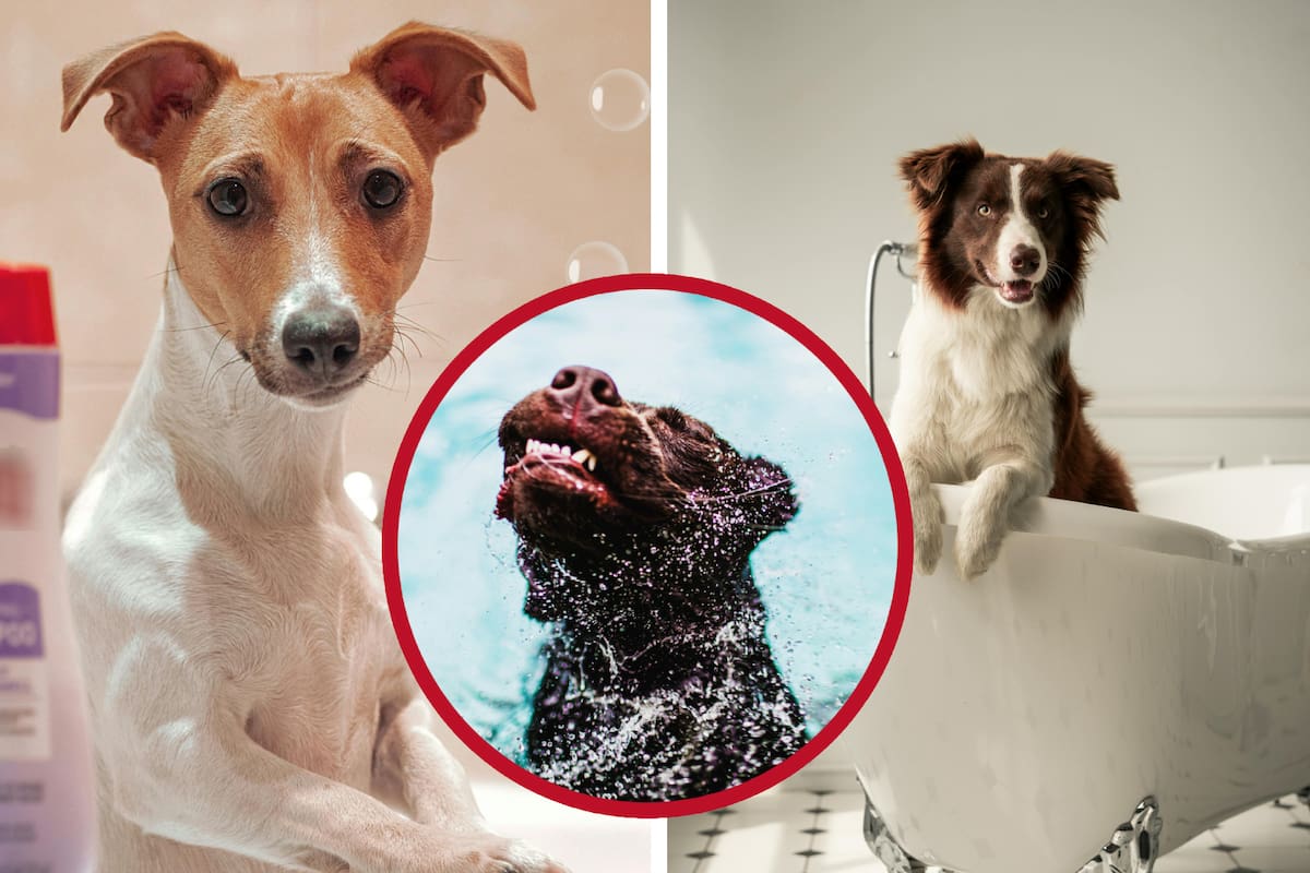 ¿Cada cuánto tiempo debes bañar a tu perro? Sigue estos tips para una experiencia agradable a la hora del baño