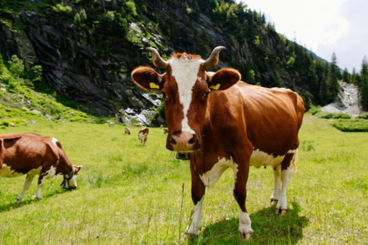 Combaten el cambio climático con eructos de vaca