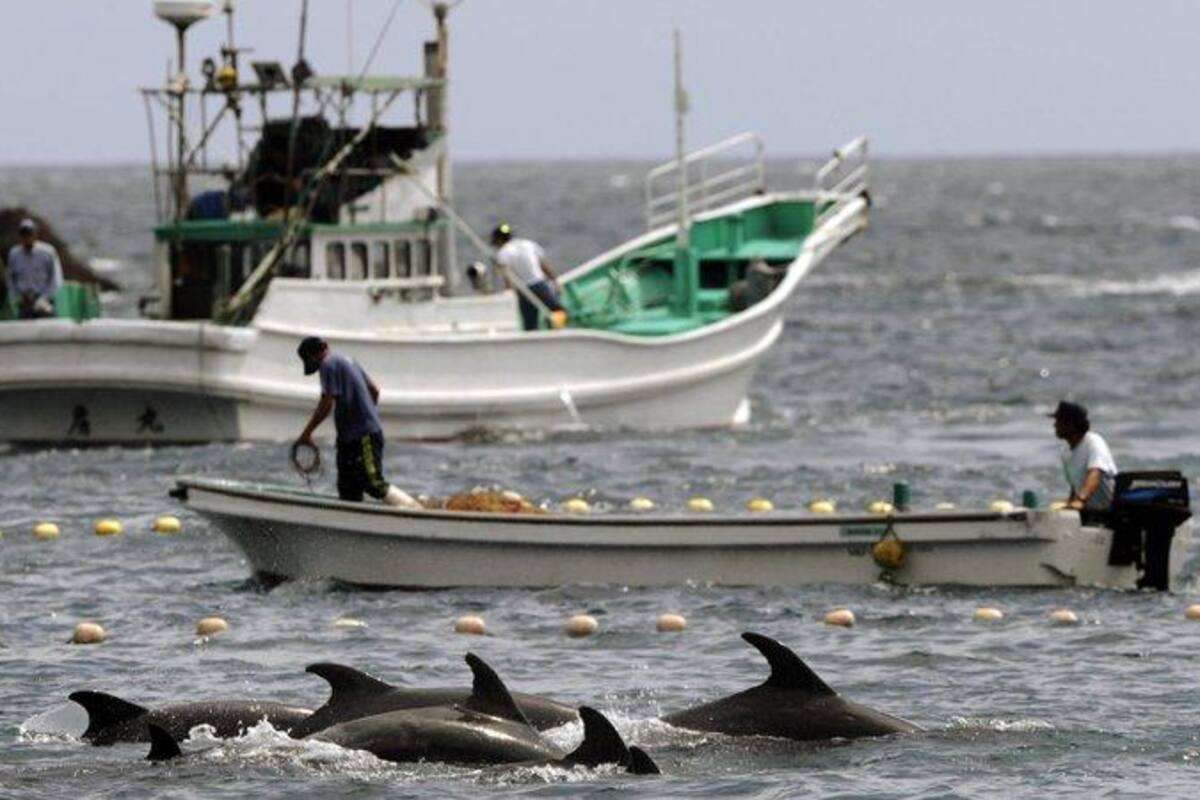 Piden a corte japonesa detener la caza de delfines