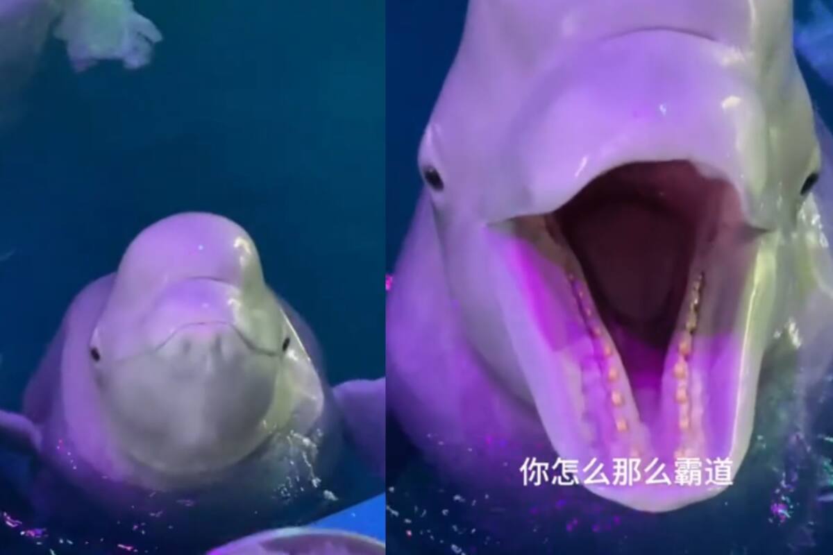Conoce la forma en que las belugas, o ballenas blancas, se hidratan