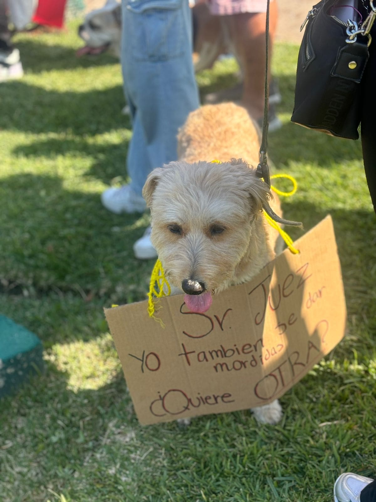 El colectivo Patitas Firmes protestó tras la liberación de un presunto agresor de perros. Foto: Lorena Salinas