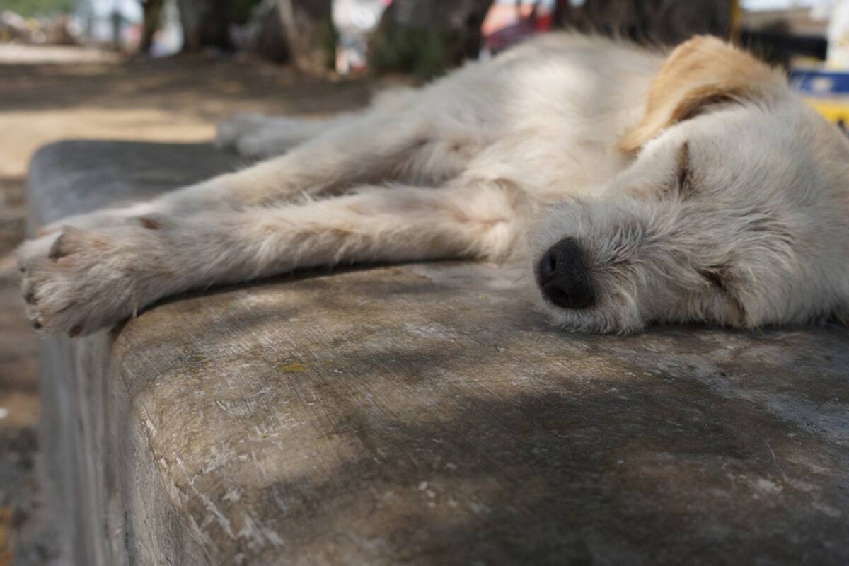 Perrita espera por su dueño a la entrada de un hospital