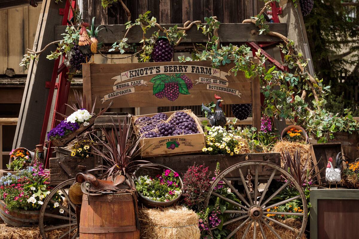 Knott’s Berry Farm celebrará 10 años del ‘Boysenberry Festival’
