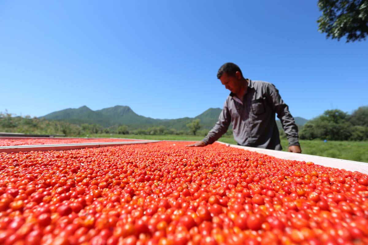 "Doman" por fin al chiltepín en Baviácora; cosechan el "oro rojo"