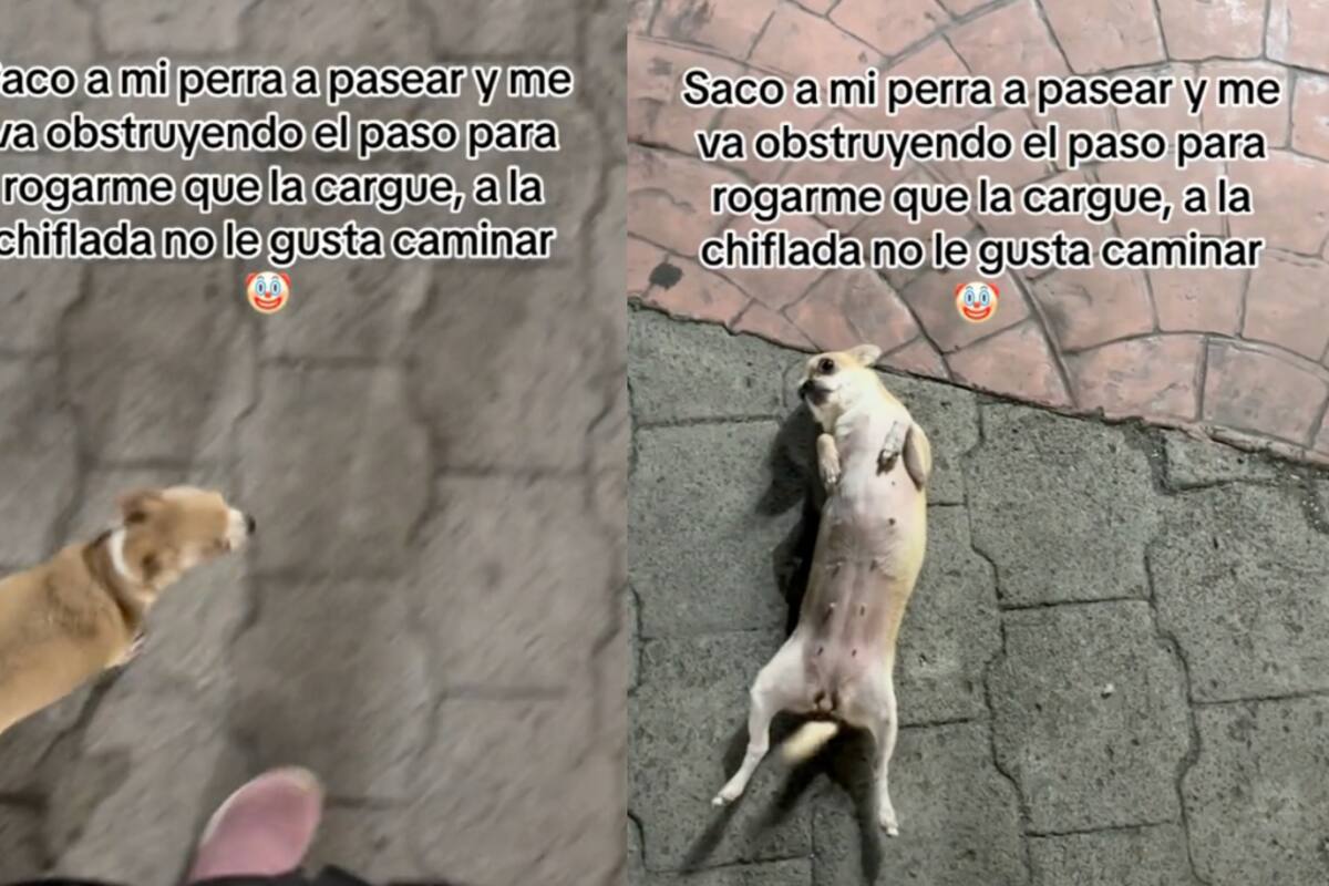 VIRAL: perrita usa divertido truco para que su dueña la cargue porque ya no quiere caminar