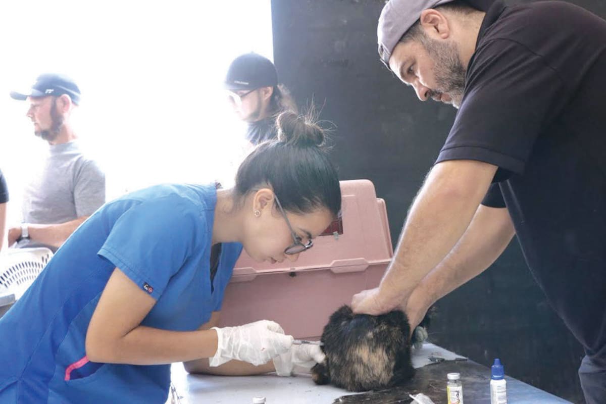 Buscan esterilizar a mil 200 mascotas durante agosto en Nogales