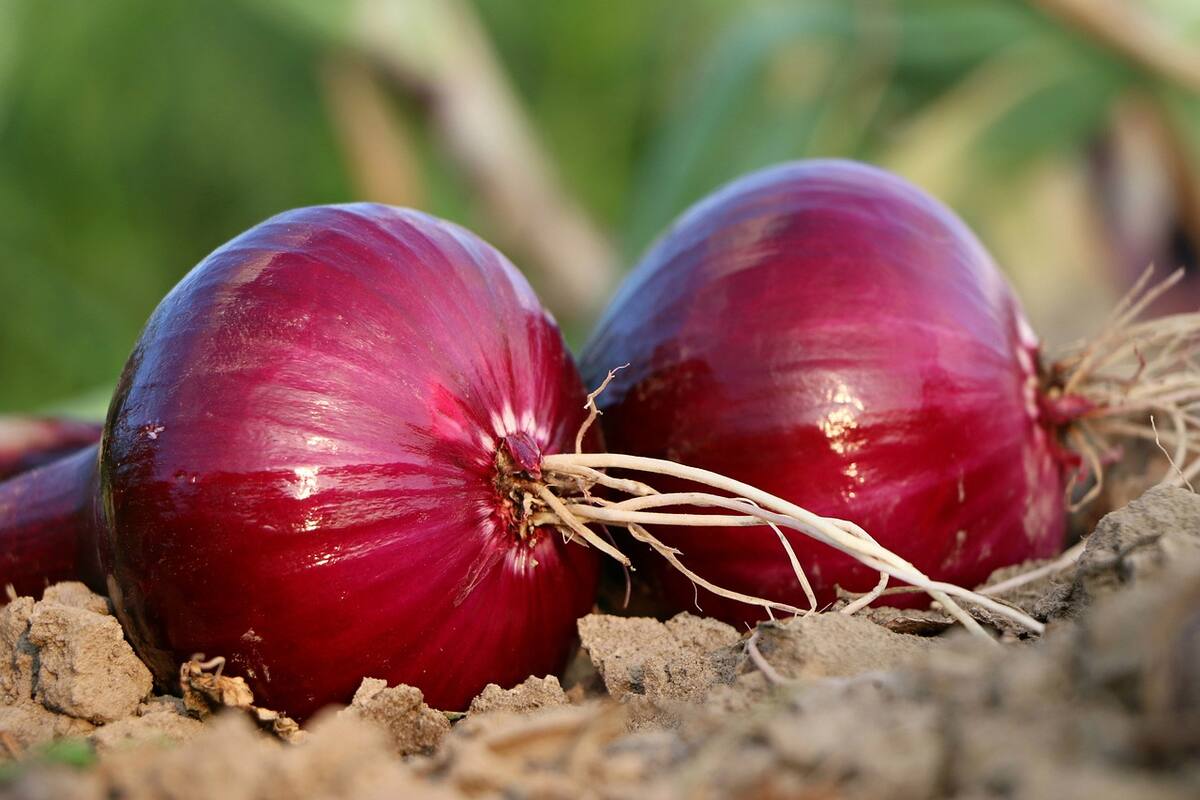 ¿Cuántos tipos de cebolla existen y cómo usarlos?