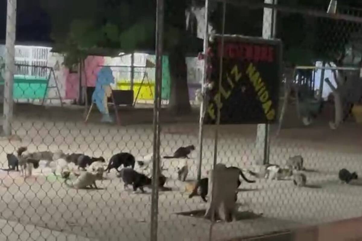 Viven más de 40 gatos en un jardín de niños de Ciudad Obregón