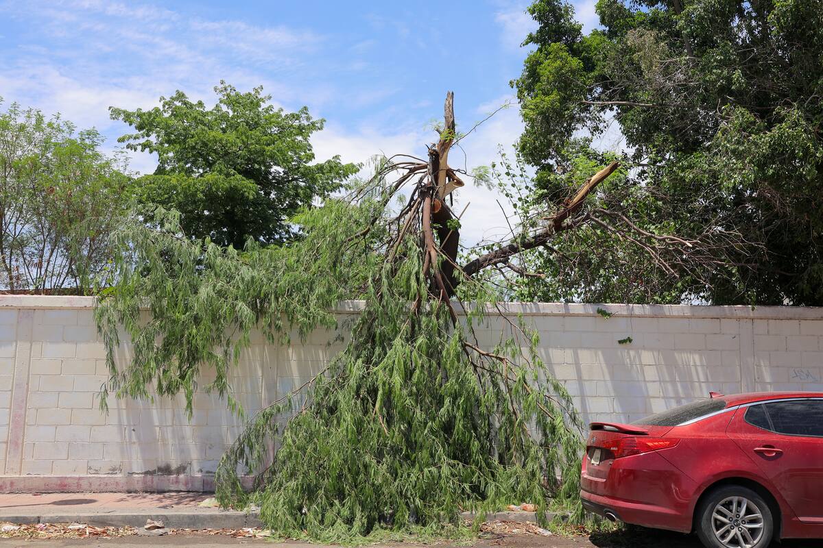 Alerta Protección Civil a estos municipios del Noroeste de Sonora por fuertes vientos