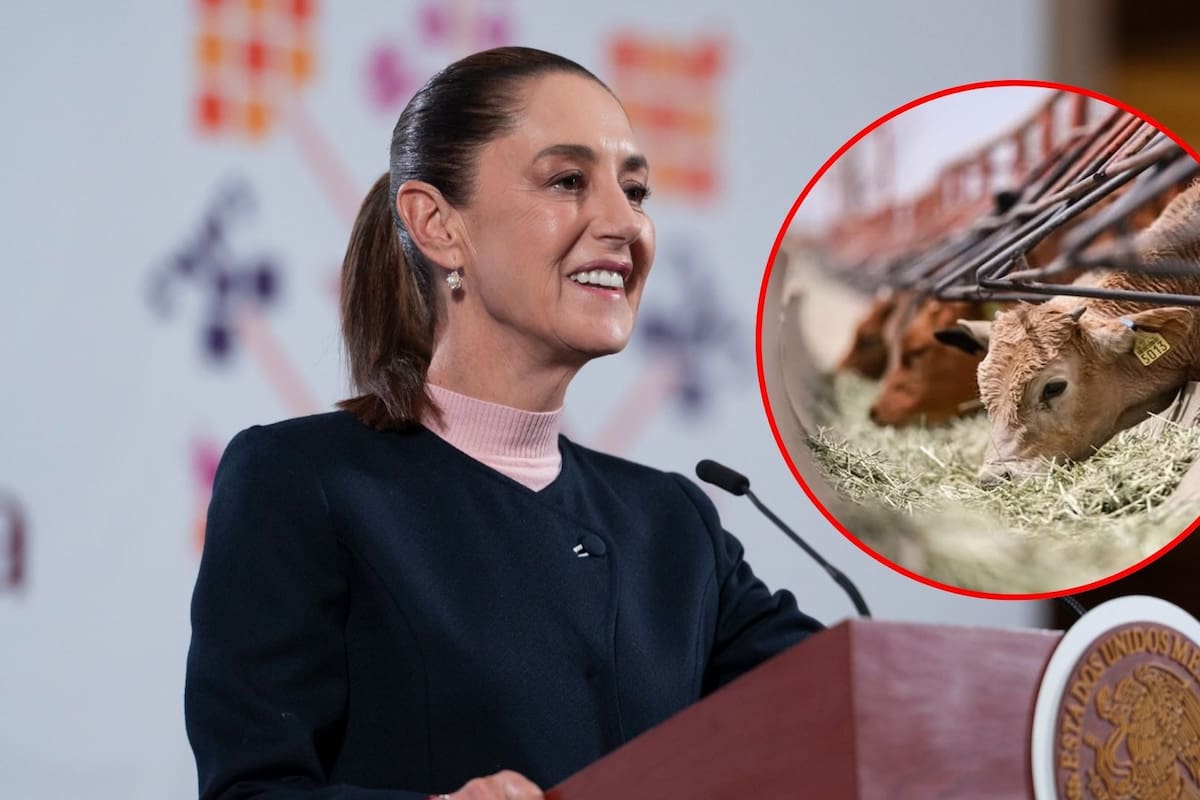 Reconoce Sheinbaum que ha sido difícil tratar con EEUU el cierre de la frontera a la importación de ganado, pero “nunca se han cerrado”