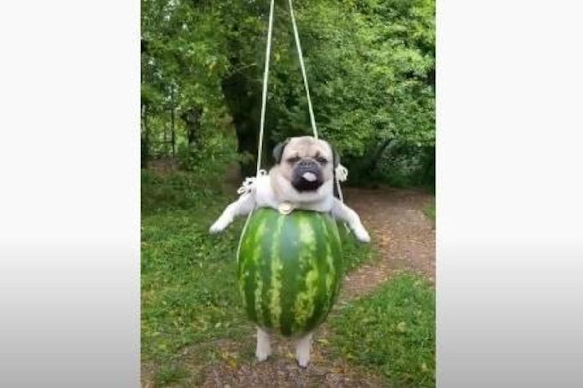Un perrito se balancea en columpio de sandía