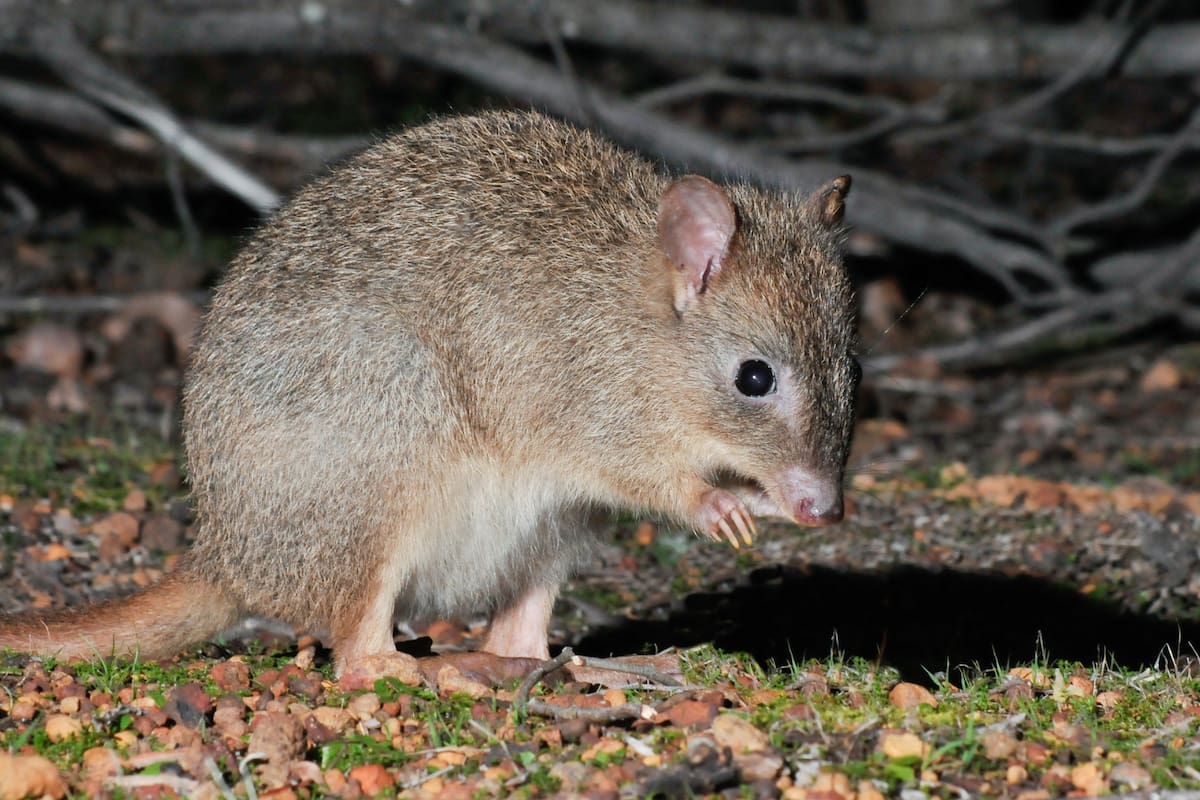 Parece un pequeño canguro y está regresando después de estar al borde de la extinción