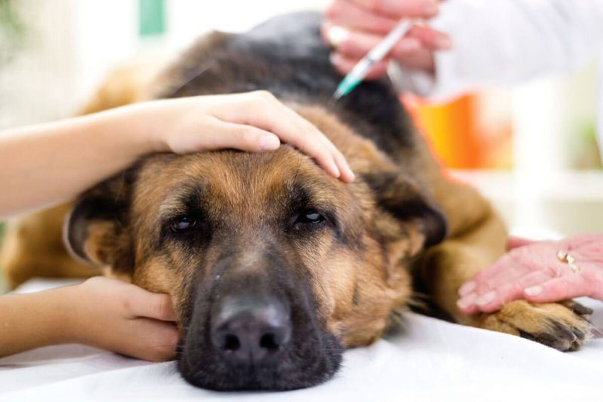 Conoce una de las principales causas de muerte en perros y gatos