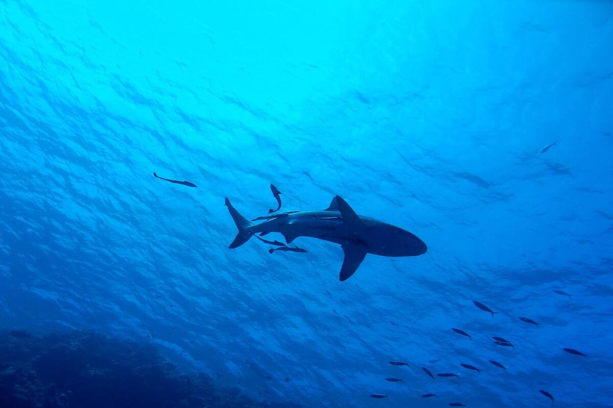 Colombia: Tiburón mata a turista italiano en la isla de San Andrés