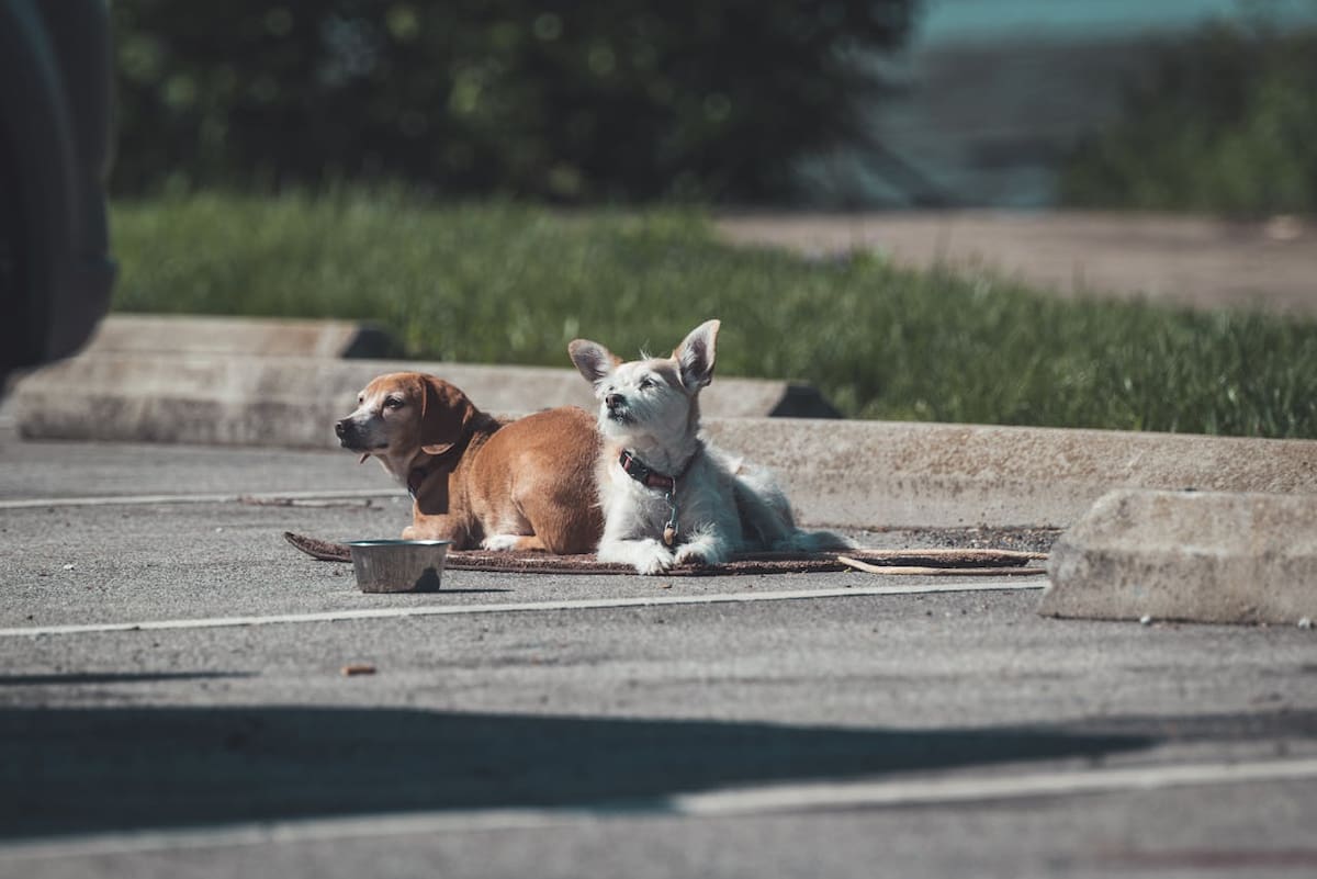 Las mascotas pueden verse afectadas por el calor que puede haber en el pavimento, debido a las altas temperaturas. | Foto: Pexels