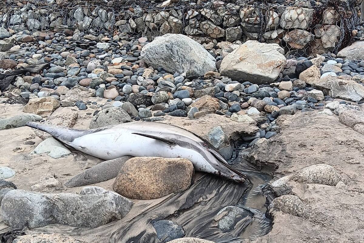 Localizan un delfín sin vida