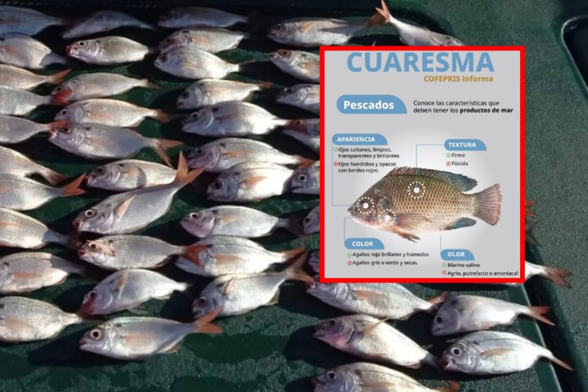 ¿Cómo elegir bien el pescado para esta semana santa?