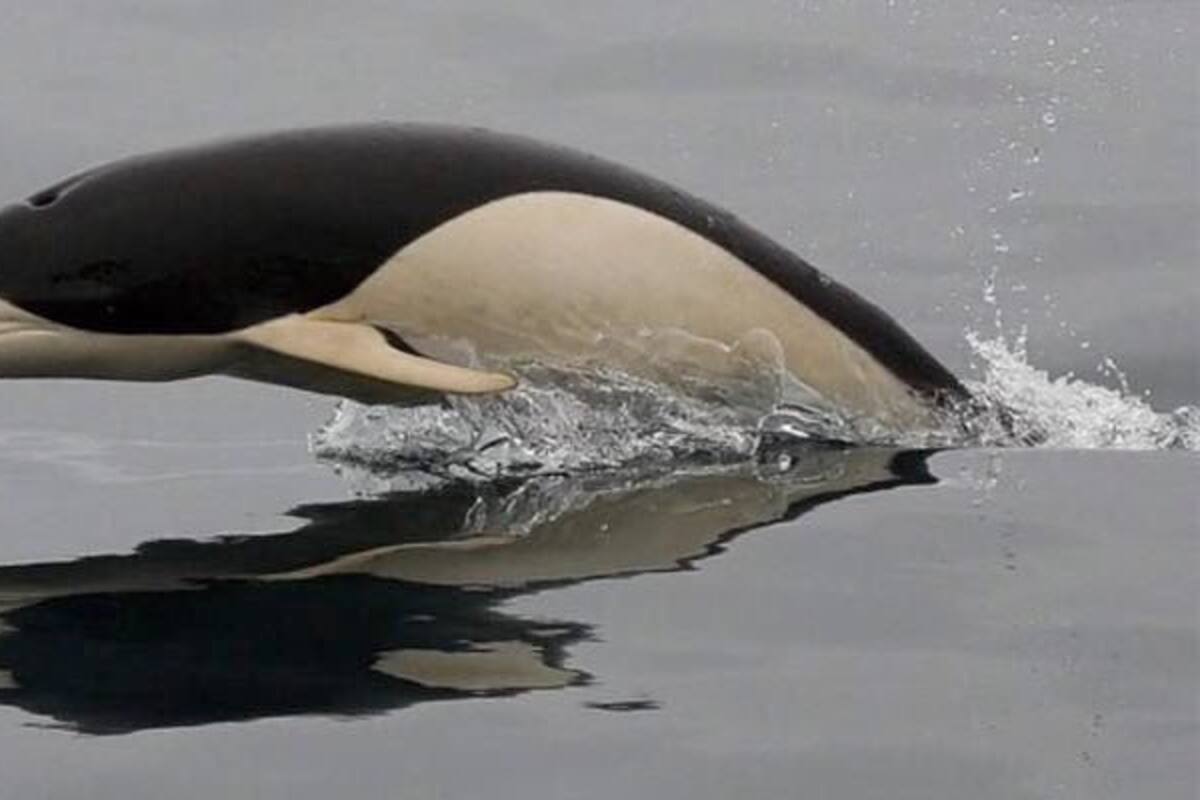 ¿Es verdad que la foto del delfín liso es la primera en la historia?