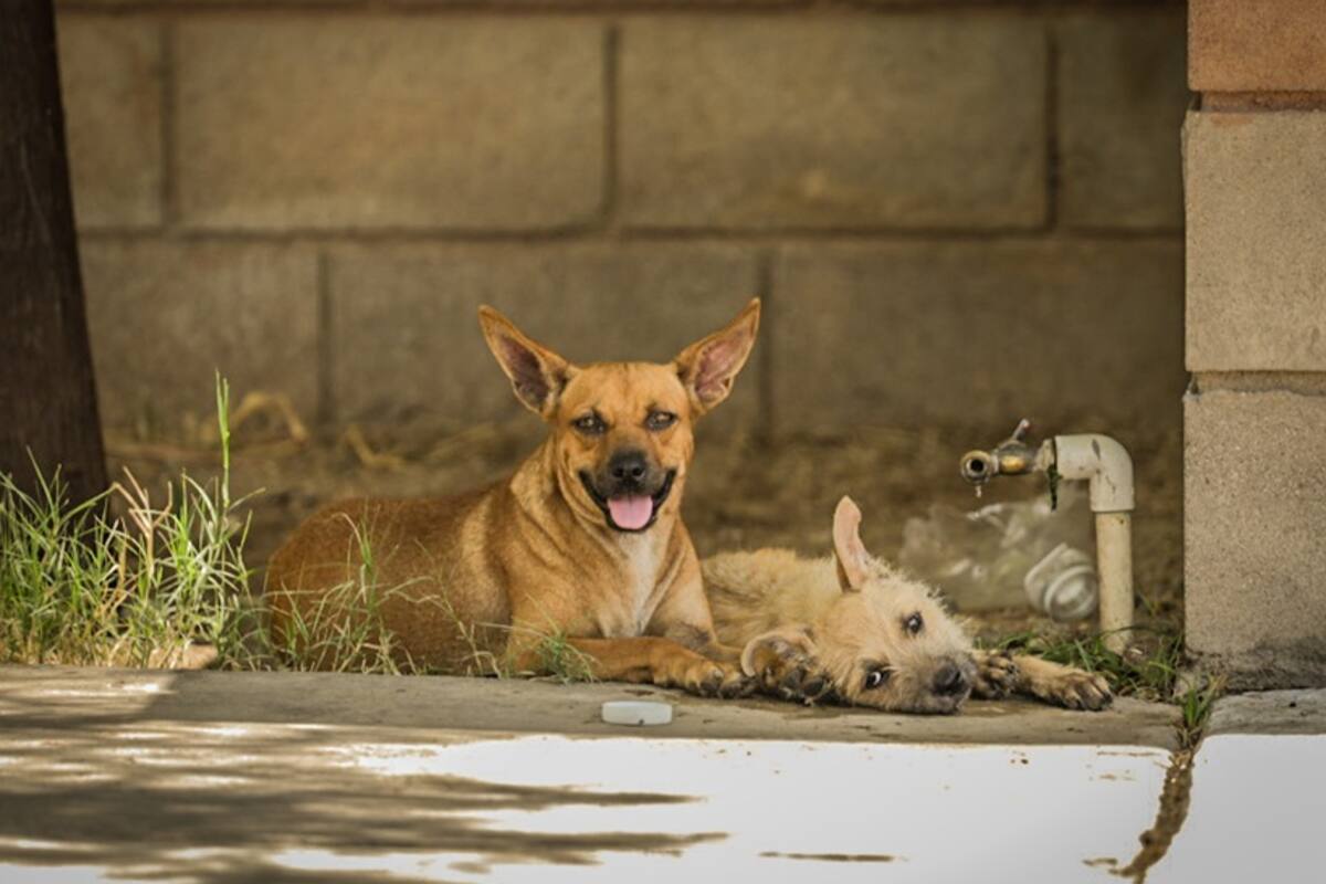 Clima Mexicali: Habrá temperaturas de 39 grados la próxima semana