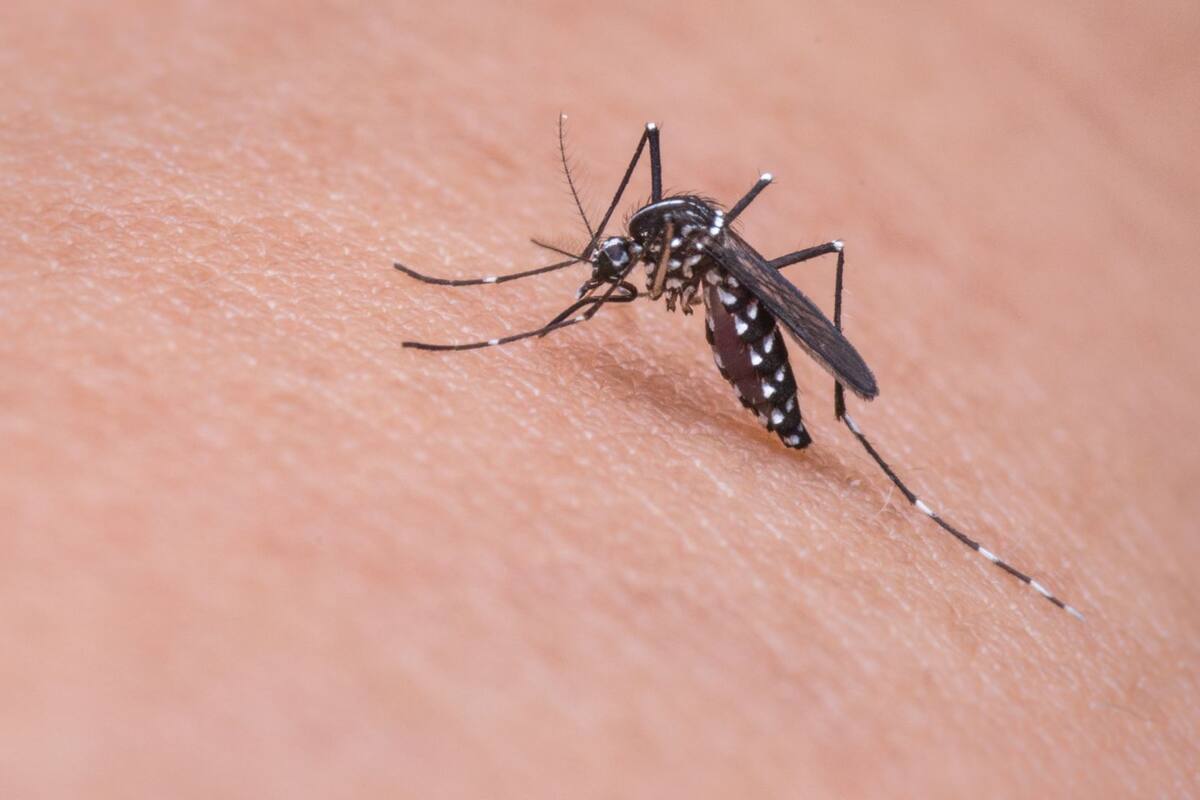 Europa enfrenta récord de brotes de enfermedades transmitidas por mosquitos en 2025