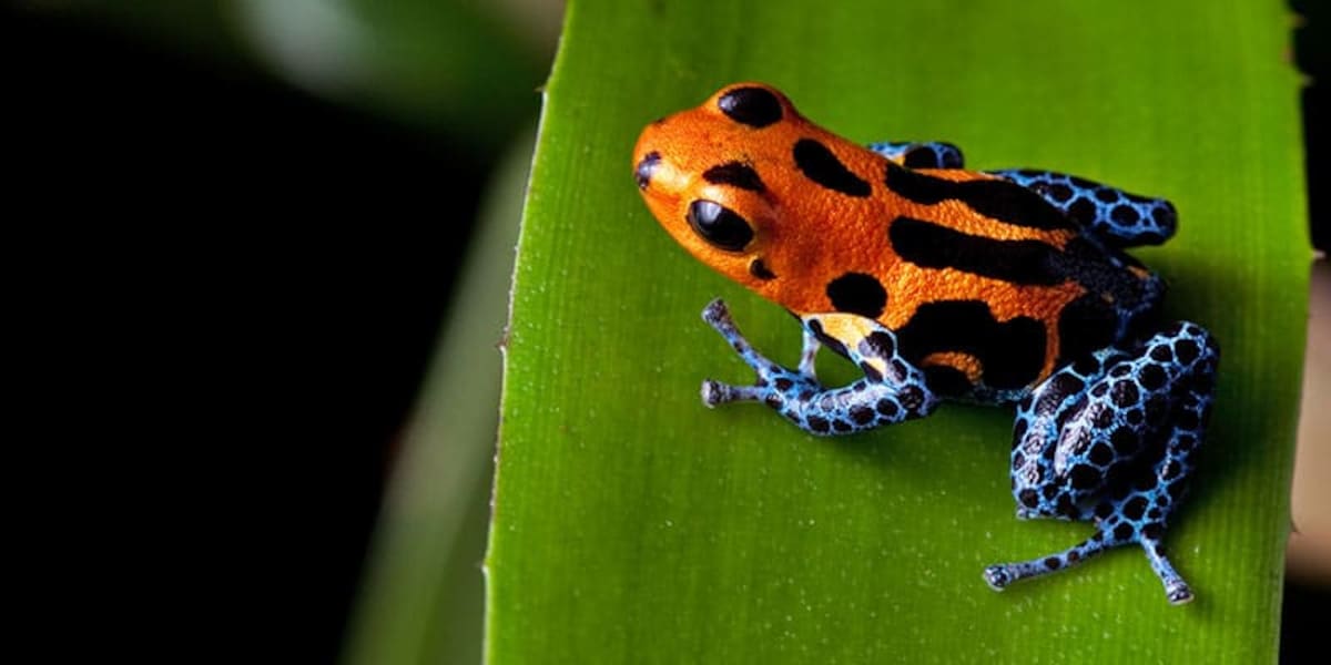 Rana punta de flecha