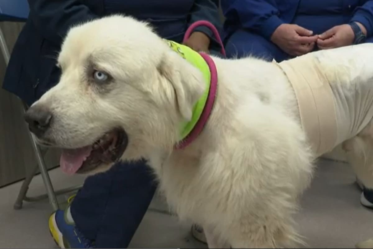 Perro pastor de Georgia pelea y mata a 8 coyotes para defender a sus ovejas; acabó con graves heridas