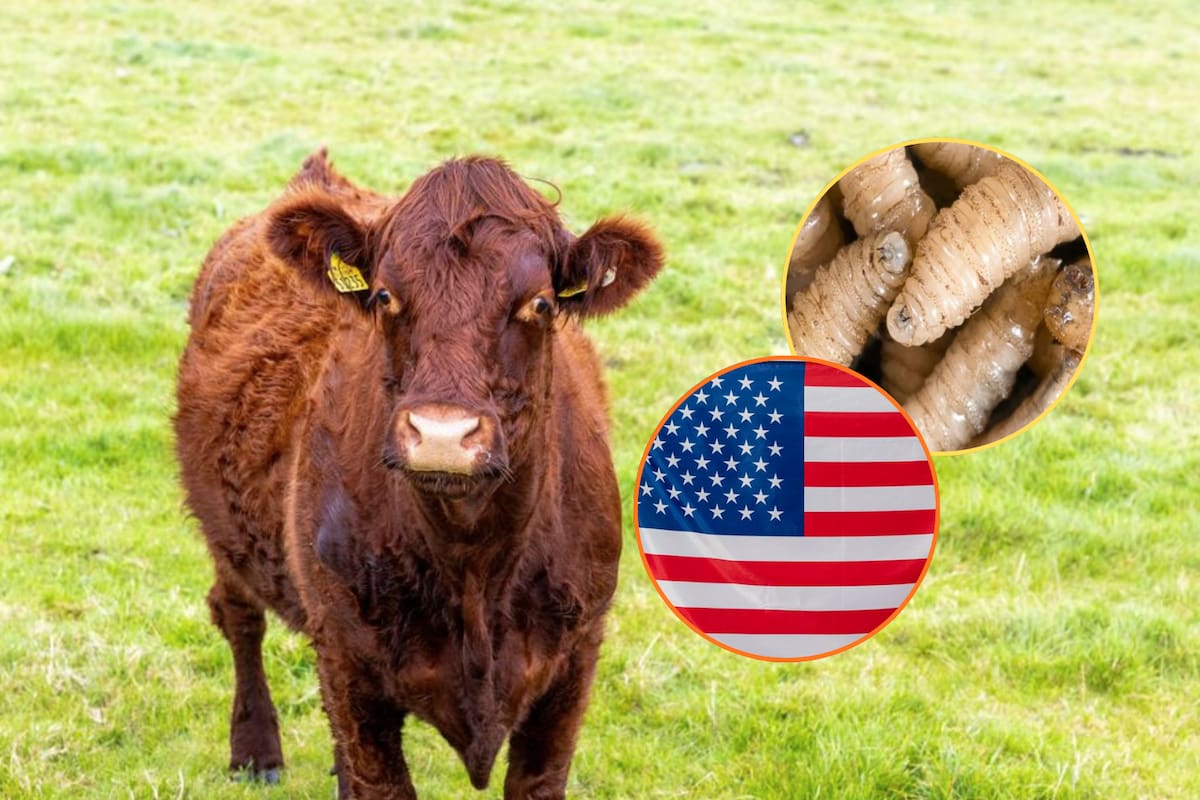 Confirman primer caso de gusano barrenador en Estados Unidos en ganado del sur de Texas