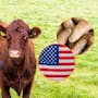 Confirman primer caso de gusano barrenador en Estados Unidos en ganado del sur de Texas