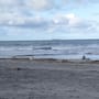 Hallan pie humano en playa de Rosarito; turista extranjero dio aviso a autoridades
