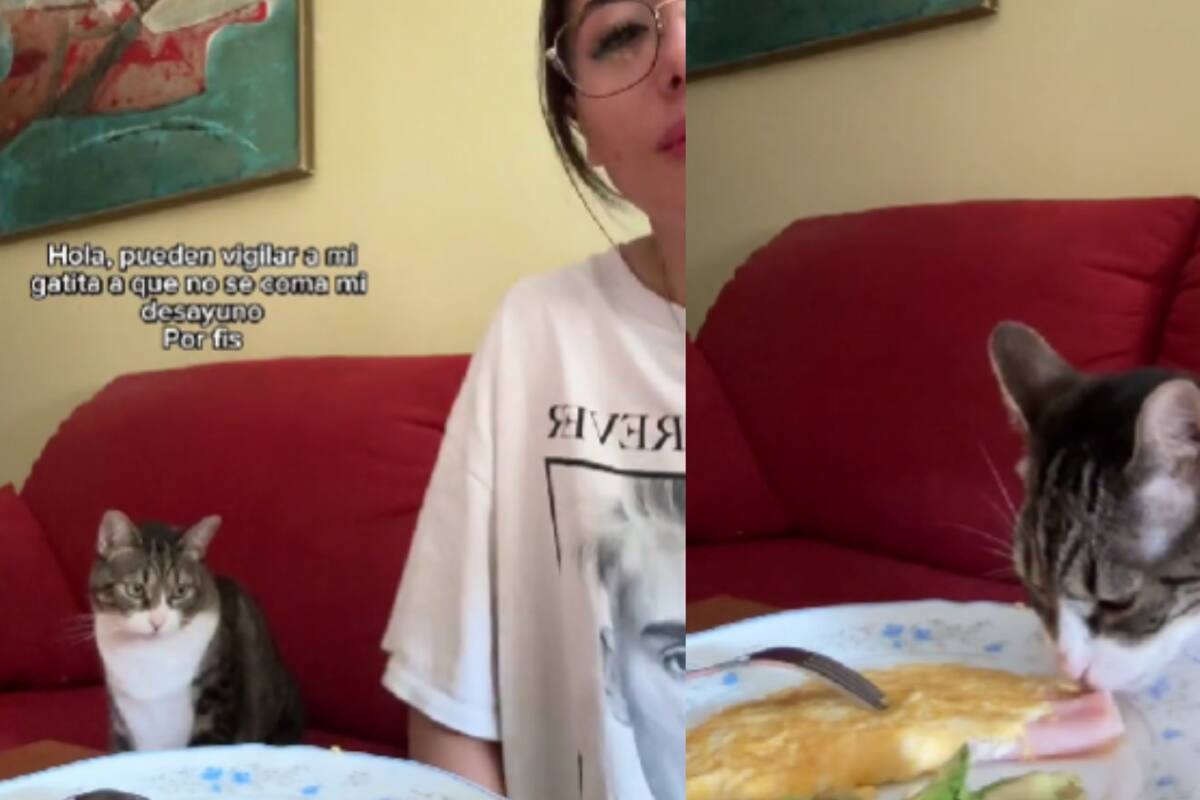 “¿Pueden vigilar que mi gatita no se coma mi desayuno, por favor?”: Joven deja a la cámara cuidando su desayuno, pero la gatita termina comiéndoselo