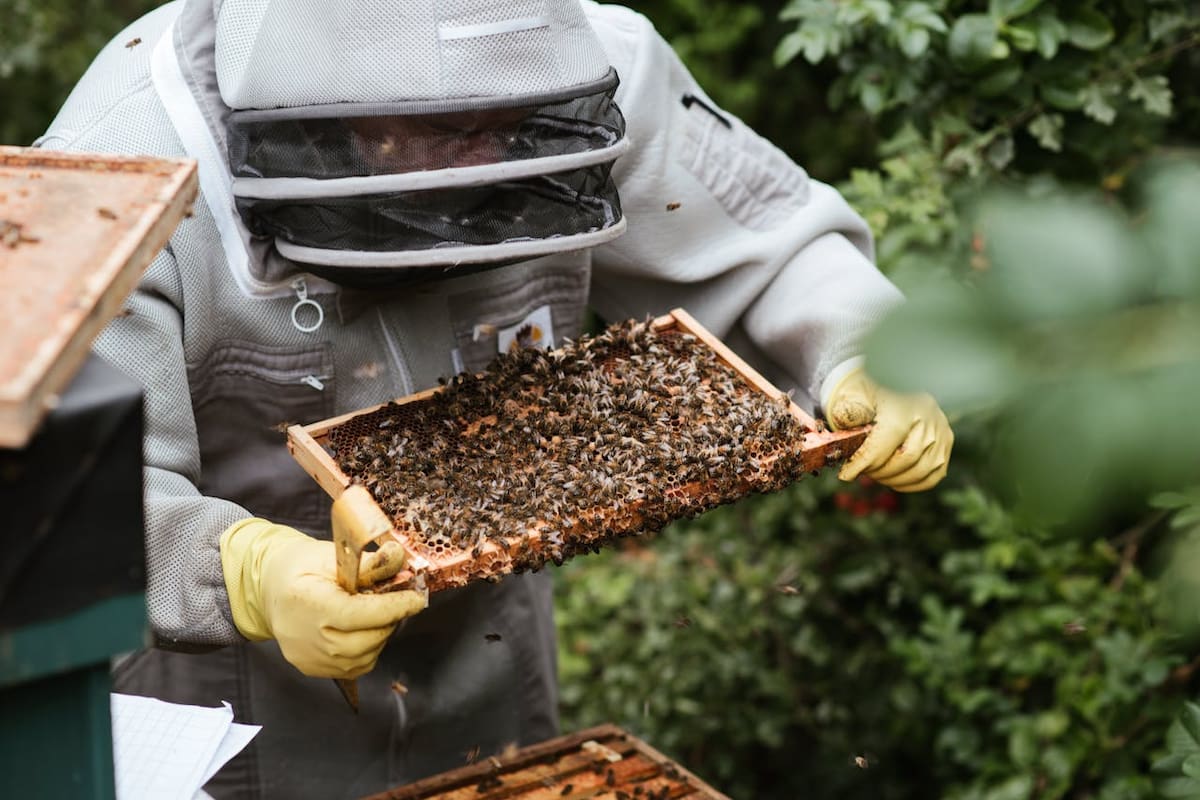 Día Mundial de las Abejas: Qué hace un apicultor en México, cuánto gana y cuáles son los riesgos reales de trabajar con abejas