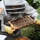 Día Mundial de las Abejas: Qué hace un apicultor en México, cuánto gana y cuáles son los riesgos reales de trabajar con abejas
