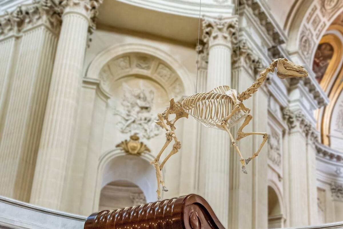 Esqueleto del caballo de Napoleón sobrevuela su tumba