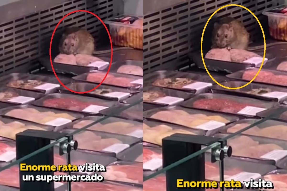 Enorme rata es descubierta comiendo en el área de carnes de un supermercado y causa conmoción