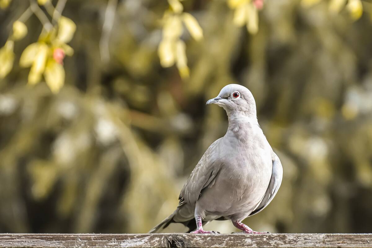 Gaviota choca contra una joven durante una atracción