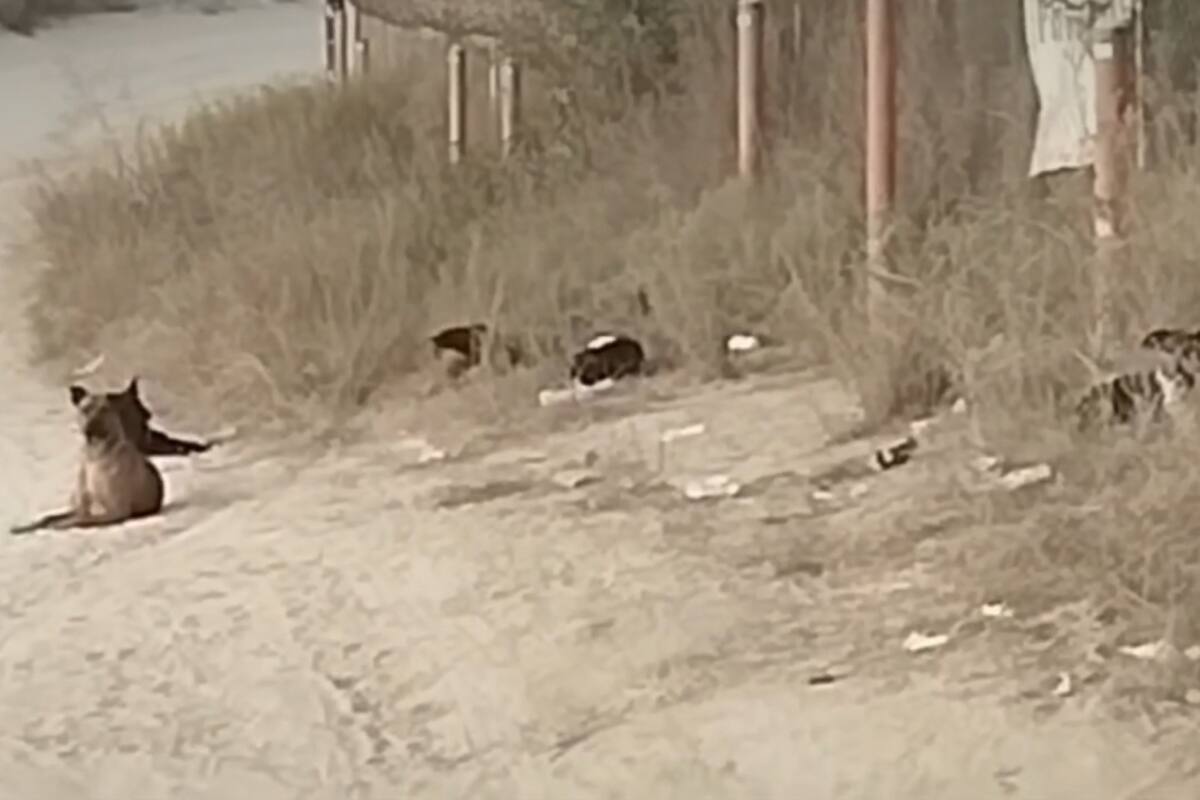 Perros resguardaban cuerpo sin vida de hombre en situación de calle