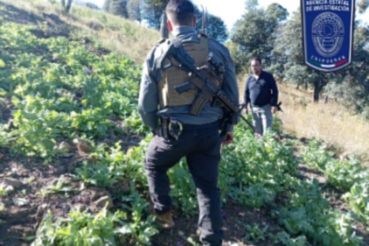 Destruyen autoridades más de siete mil plantas de amapola en Chihuahua
