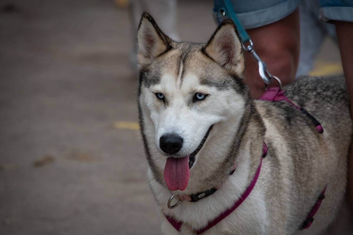 Bebé recién nacido es asesinado por el perro de su familia en Arkansas; reporta la policía
