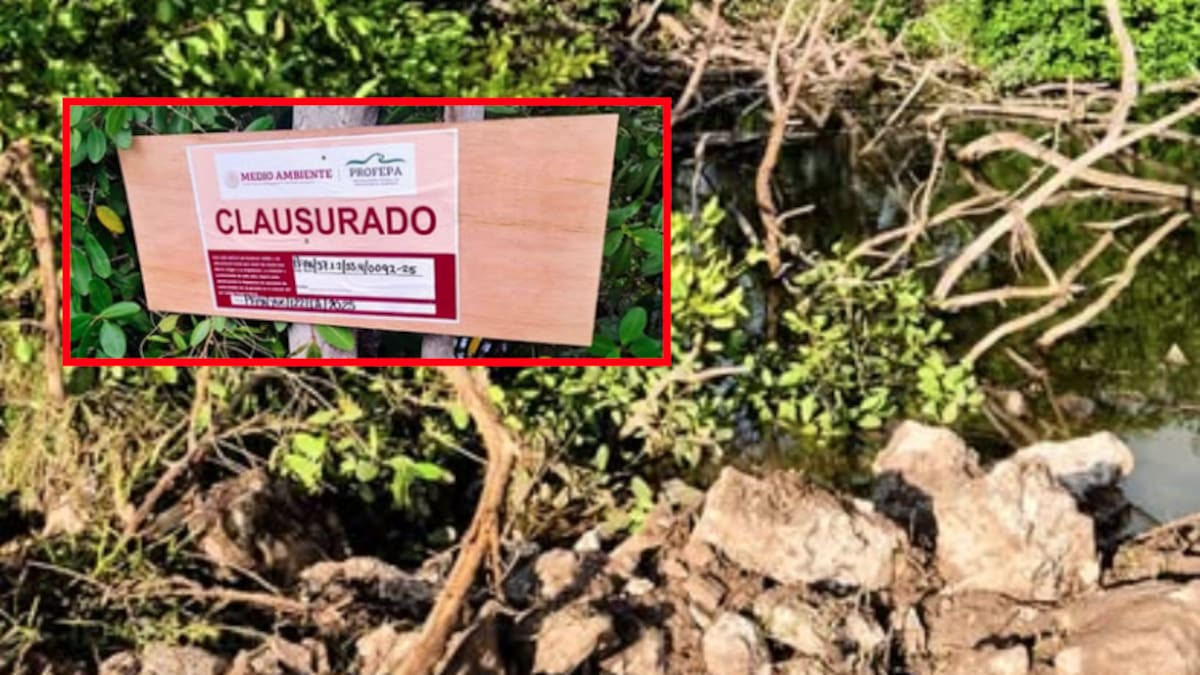 Rellenan humedal protegido en Yucatán con maquinaria pesada: Profepa clausura predio por destruir mangle rojo, especie amenazada