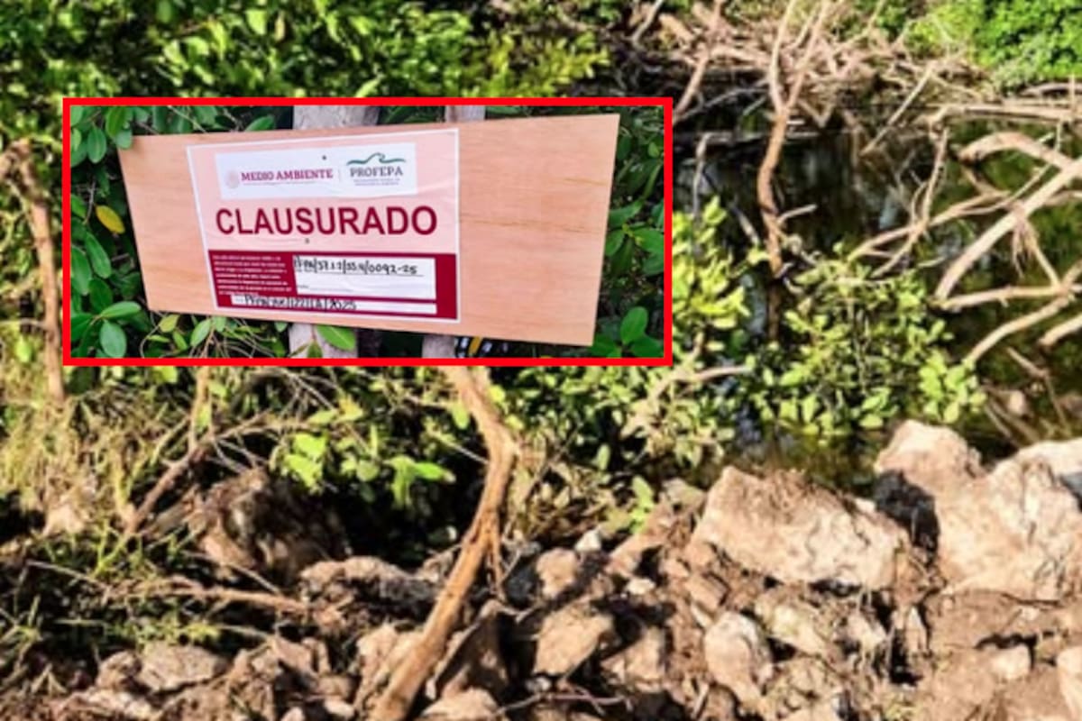 Rellenan humedal protegido en Yucatán con maquinaria pesada: Profepa clausura predio por destruir mangle rojo, especie amenazada