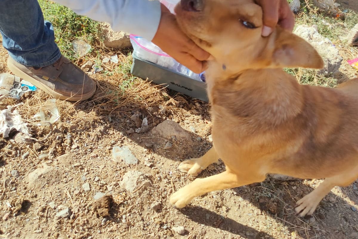 Gobierno Municipal reitera medidas preventivas contra la rickettsiosis