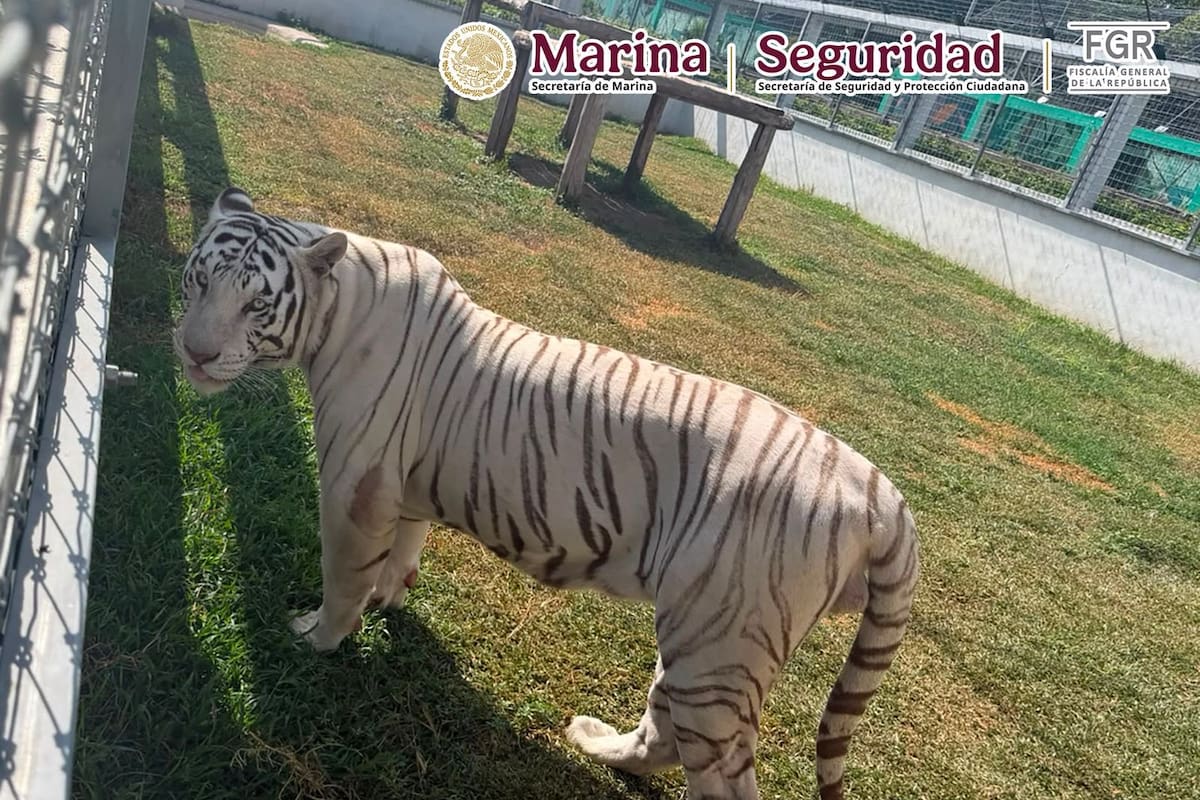 Aseguran cinco inmuebles en Tamaulipas y rescatan 135 animales exóticos; también hallan 68 mil litros de diésel