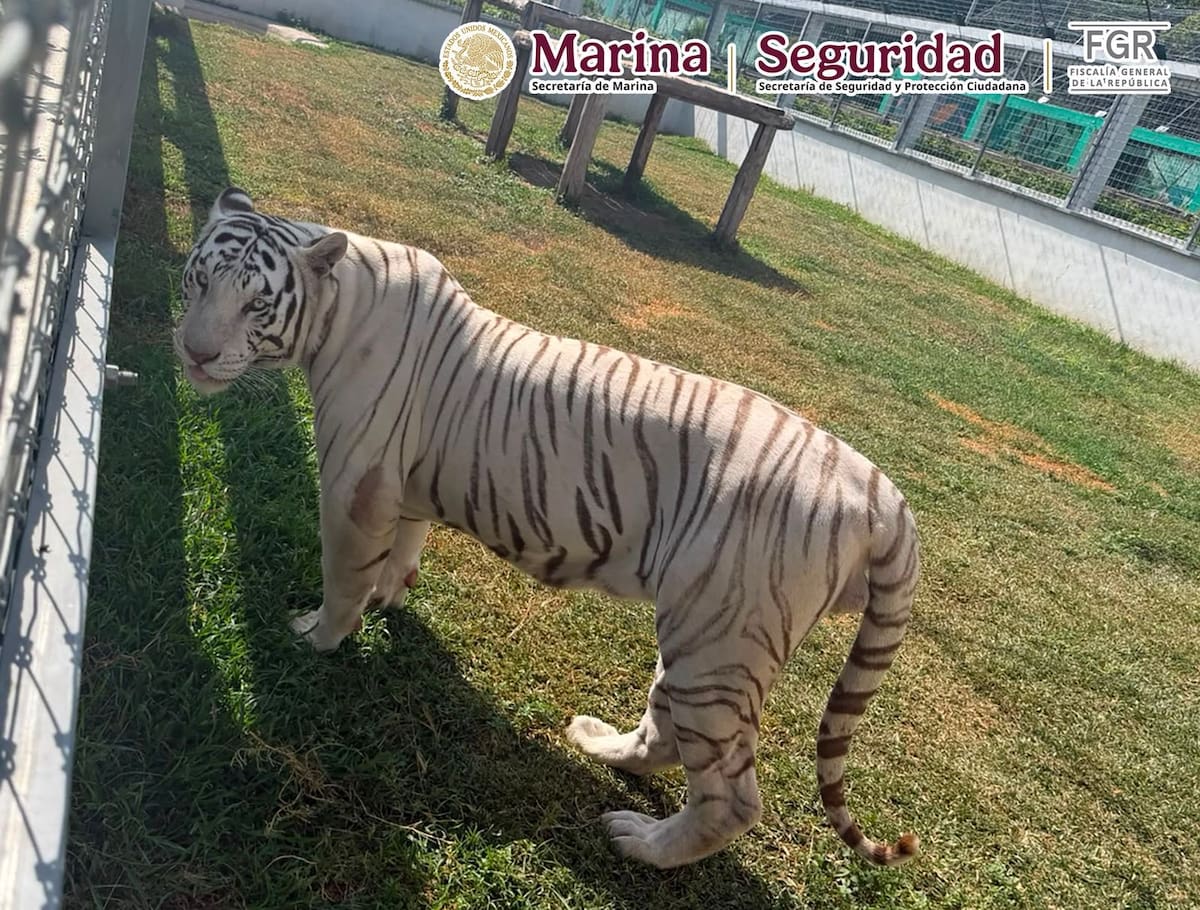 Aseguran cinco inmuebles en Tamaulipas y rescatan 135 animales exóticos; también hallan 68 mil litros de diésel
