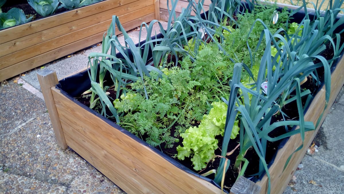 Las lechugas y otras verduras de tamaño compacto pueden cultivarse en macetas y jardineras para aprovechar espacios pequeños. Foto: Pixabay