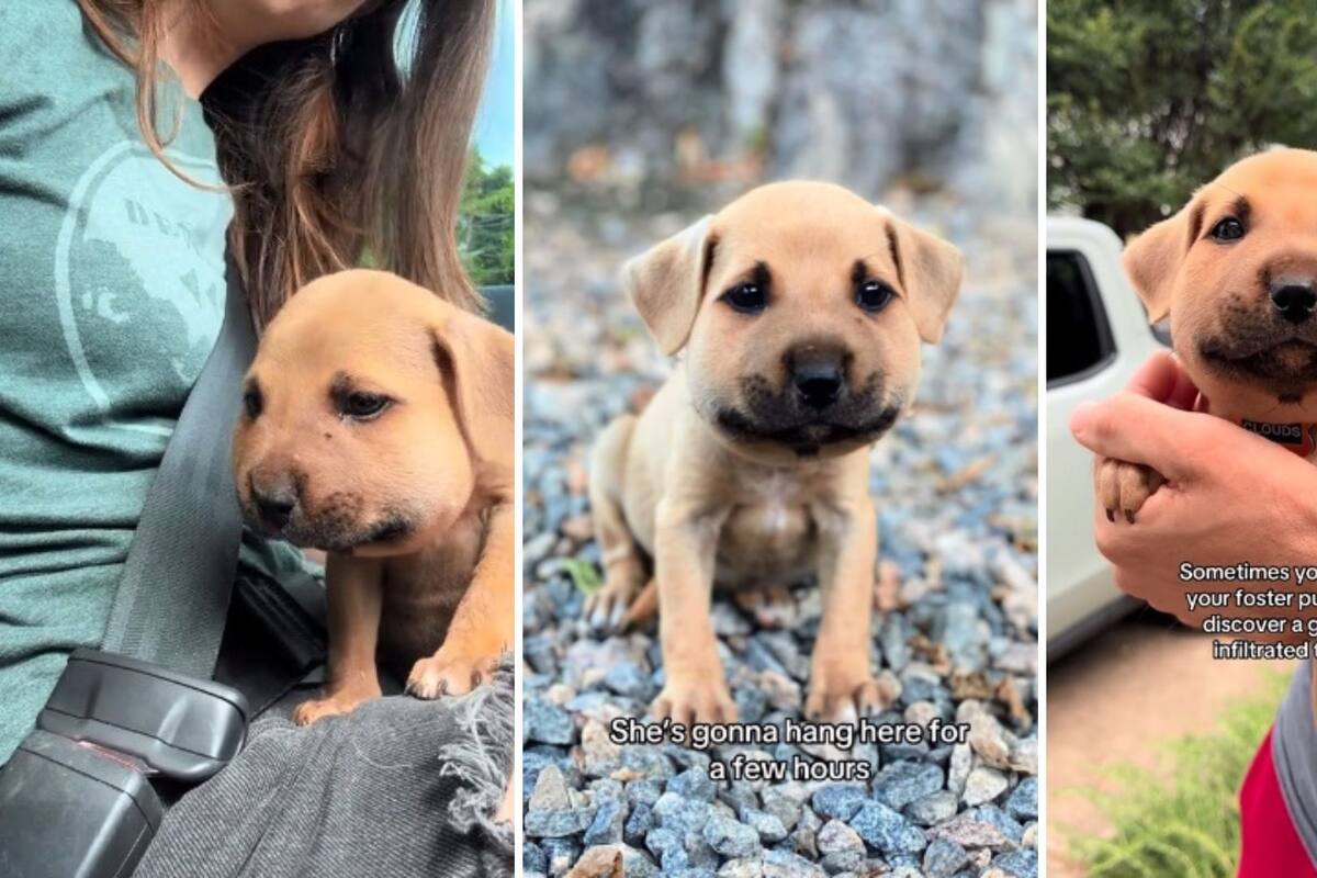 Video viral: Cachorrito es picado por abeja y termina con la cara completamente hinchada
