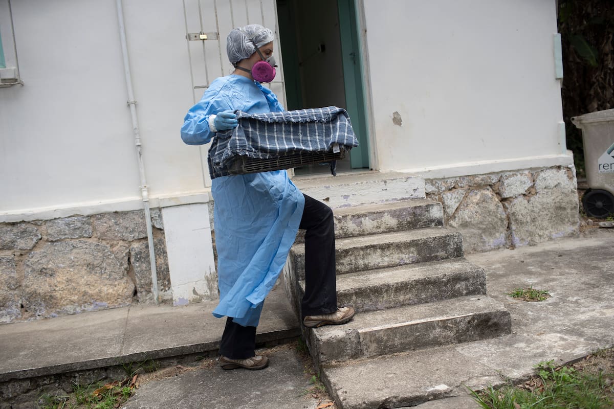 Una investigadora del Instituto Fiocruz, un centro estatal brasileño, transporta monos capturados a una zona de contención en el parque estatal Pedra Branca, cerca de Río de Janeiro, en Brasil, el martes 29 de octubre de 2020. Los investigadores del centro trabajan para reunir y estudiar virus presentes en animales salvajes, incluidos los murciélagos, que muchos científicos creen están relacionados con el brote de COVID-19. (AP Foto/Silvia Izquierdo)