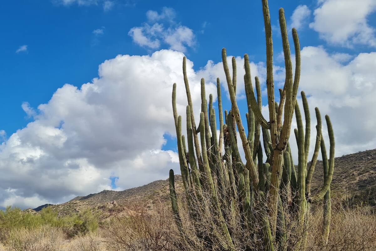 No habrá inyección a nubes para propiciar lluvias en Sonora: Sagarhpa