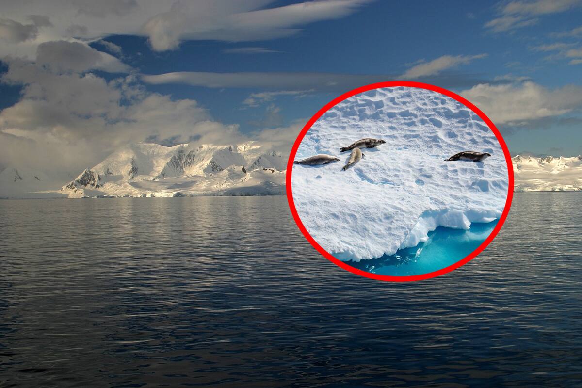 Posible colapso del sistema de corrientes del Océano Atlántico: ¿Un riesgo global en el horizonte?
